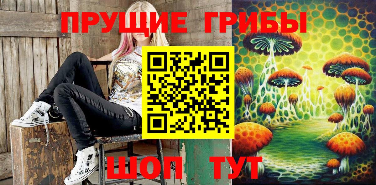 Тара  где продают наркотики  Вход с VPN  Галлюциногенные грибы Psilocybe 